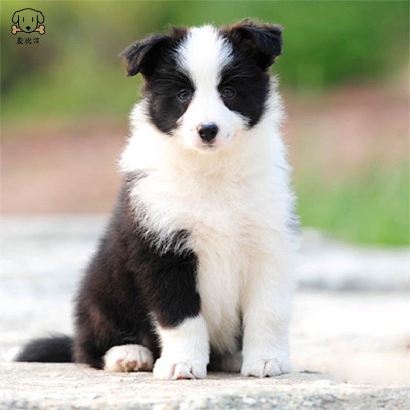 麦比佳 边境牧羊犬幼犬边牧狗活体纯种血统级中大型边牧犬大骨架三通七白通脖通背牧羊犬高智商宠物狗视频挑选高清大图