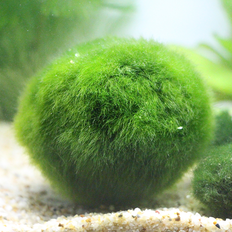 小鱼缸水族箱造景装饰真水种子植物前景懒人水藻球高清大图