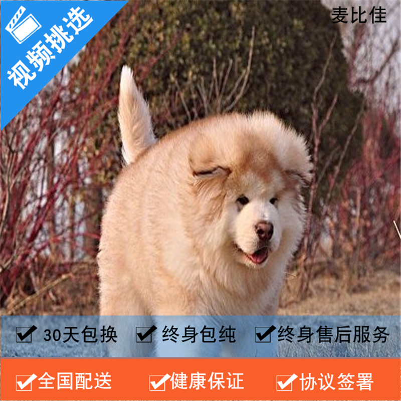 麦比佳 纯种巨型阿拉斯加幼犬活体宠物 熊版十字脸阿拉斯加雪橇犬 双血统烟灰色桃脸阿拉斯加幼崽 巨大型雪橇犬阿拉斯加犬15