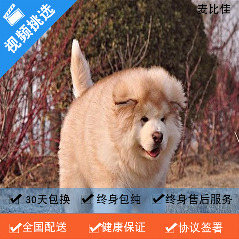 麦比佳纯种巨型阿拉斯加幼犬活体宠物熊版十字脸阿拉斯加雪橇犬双血统烟灰色桃脸阿拉斯加幼崽巨大型雪橇犬阿拉斯加犬 15报价 参数 图片 视频 怎么样 问答 苏宁易购