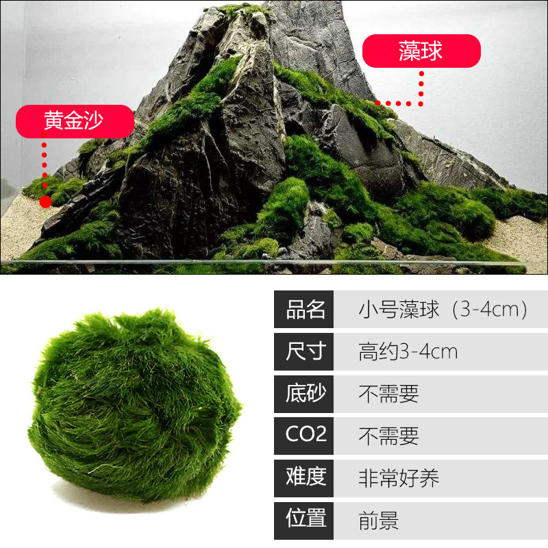 大九叶皇冠草真水草鱼缸装饰懒人水草淡水有茎类中后景性草