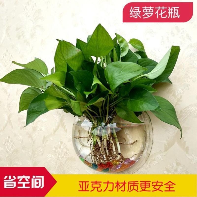 直径15CM透明款_坏的请咨询客服 亚克力墙壁水培绿萝花盆瓶壁挂鱼缸墙面装饰品餐厅客厅背景墙花盆