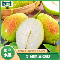 【苏鲜生】河北精品香梨 新鲜水果 松脆多汁 净重8.7-9.5斤 单果150g以上