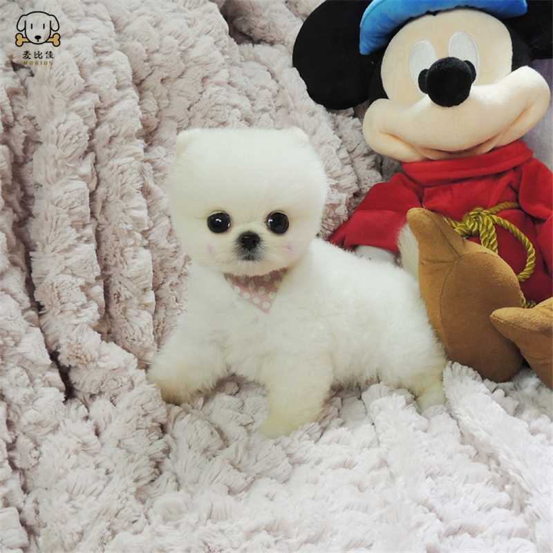 麦比佳狗狗活体纯种博美犬幼犬哈多利系球体博美俊介狗长不大茶杯犬玩具型迷你袖珍博美宠物狗微小体杯子狗 视频挑选高清大图