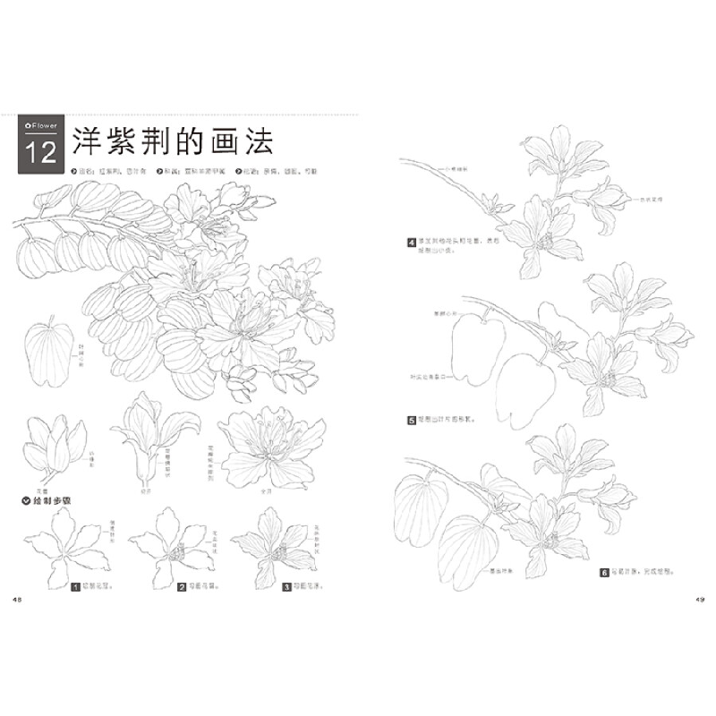 正版新书]铅笔线描技法 七十种花卉的素描图绘(绘客出品)冯璐高清大图