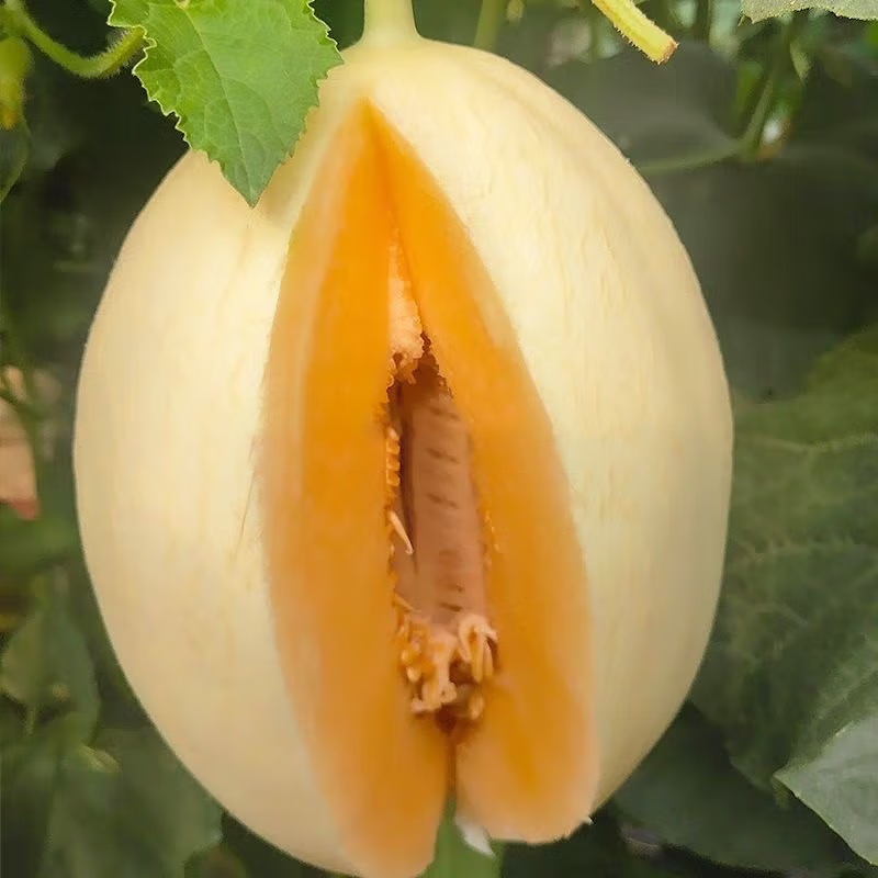 [熊猫鸟] 陕西阎良甜瓜 1.8-2斤装 2枚装箱装 蜜瓜香瓜 当季甜瓜新鲜水果