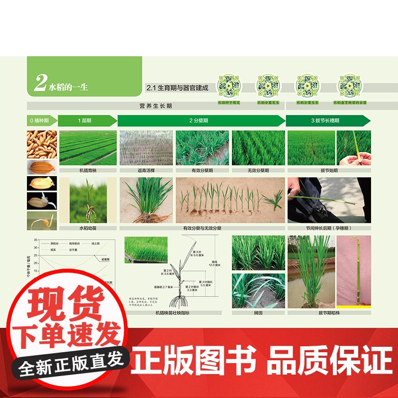 图说水稻高清大图