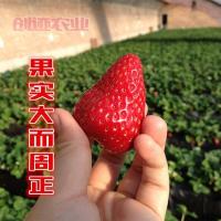 特色水果莓苗子 大红奶莓种子 阳台种植盆栽家庭菜园四季生长