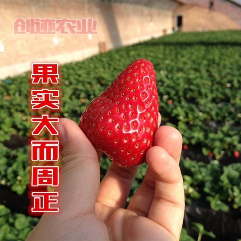 特色水果莓苗子 大红奶莓种子 阳台种植盆栽家庭菜园四季生长