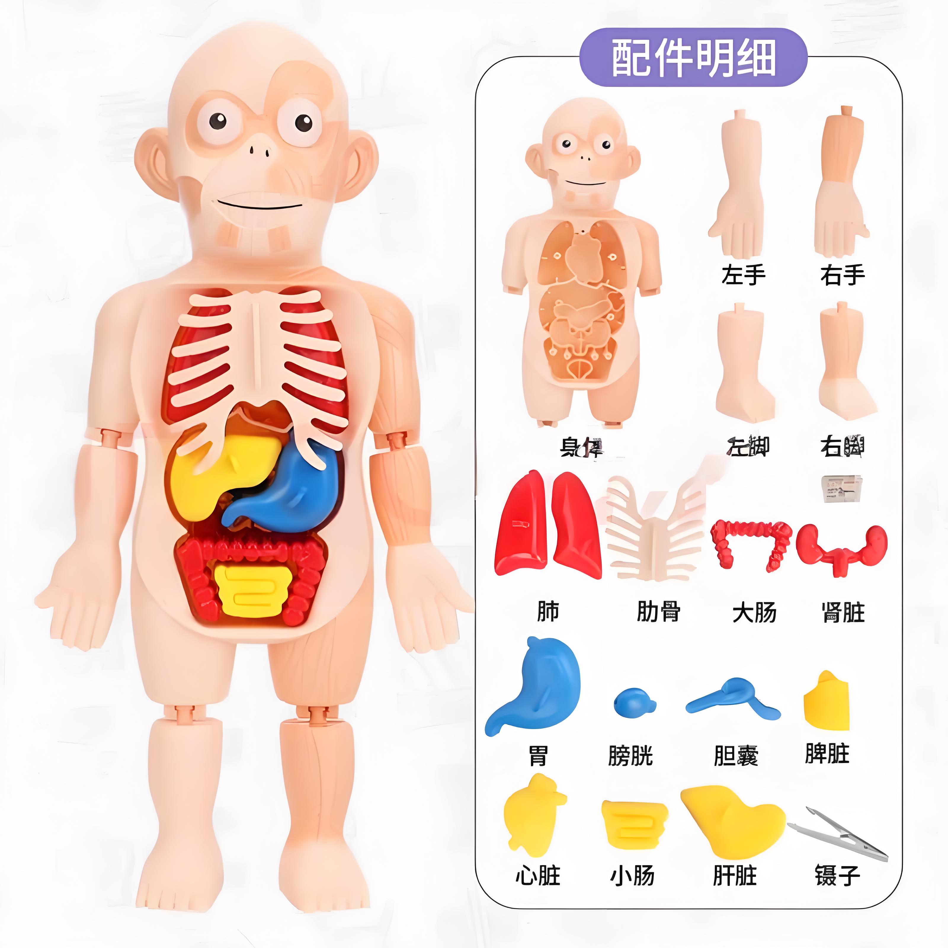 人体模型牙齿模型教具高清大图