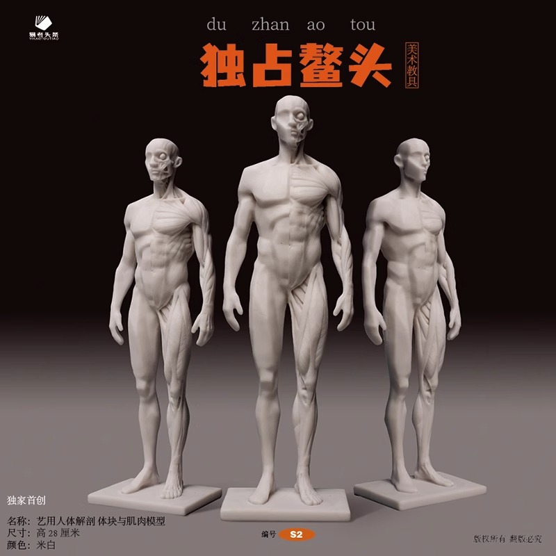 艺用人体解剖体块与肌肉模型(S2)+ 艺用人体解剖 全体块模型(S3) [正版]美术教具新品发布艺用人体解剖教具速写 比高清大图