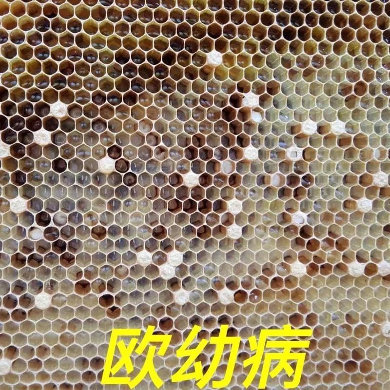 蜜蜂中蜂烂子病囊状幼虫病欧洲幼虫腐臭病中囊腐臭病巢虫烂子停蜜蜂中