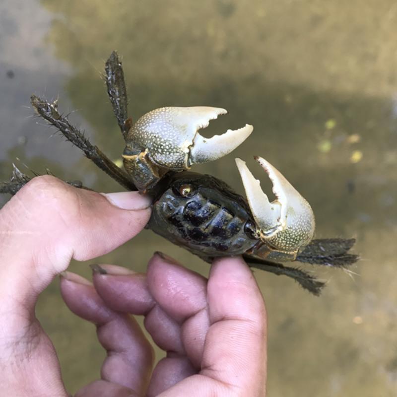 汶优香 Wenyouxiang 水族类深水淡水迷你蟹相守豹点蝴蝶恶魔寄居蟹蜘蛛蟹印支蟹勾手栗色将军蟹 随机5只 价格图片品牌报价 苏宁易购汶优香赛卡伊零食专卖店