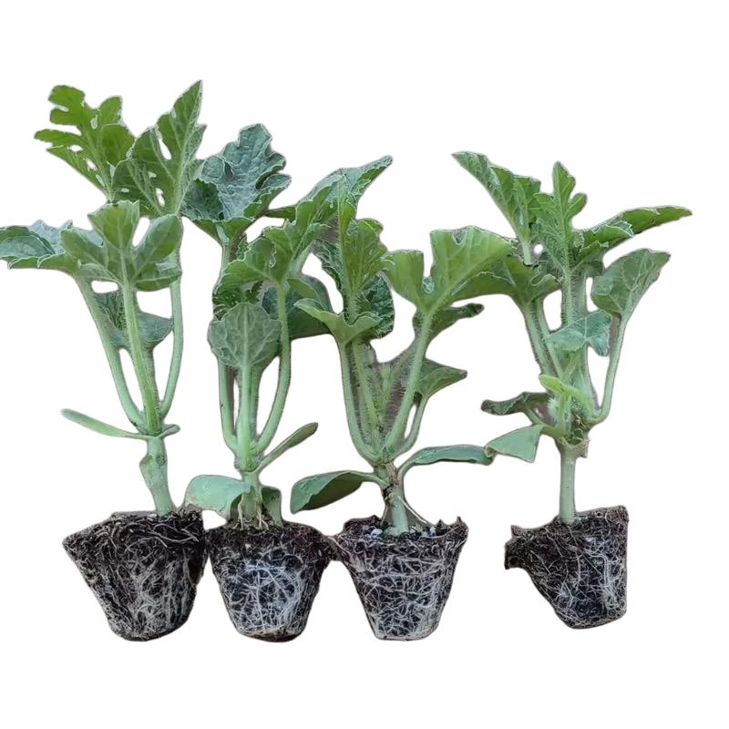 诚智旺 西瓜苗 嫁接苗/ 棵