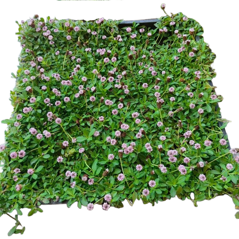 诚智旺 姬岩垂草 JYC-1/平方米