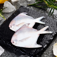 三都港 冷冻东海银鲳鱼 550g 5条 袋装 平鱼 海鲜水产
