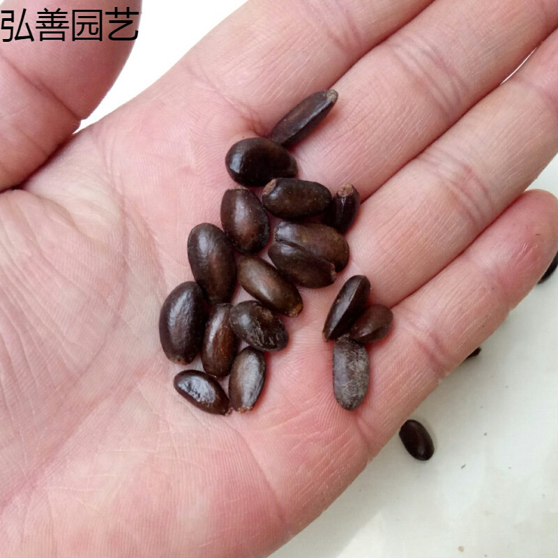子暄南方热带水果释迦种子番荔枝种子赖球果佛头果阳台庭院果树种子
