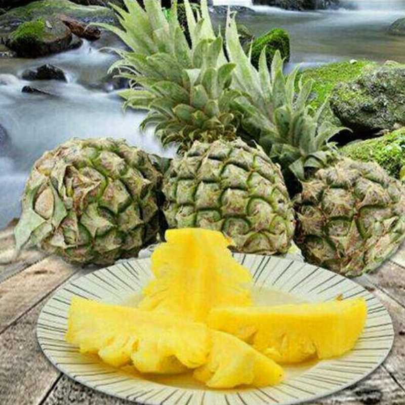[西沛生鲜]广东徐闻菠萝 中果 净重9斤 箱装 新鲜水果 5-7个 产地直发 冷藏国产热带水果 西沛高清大图