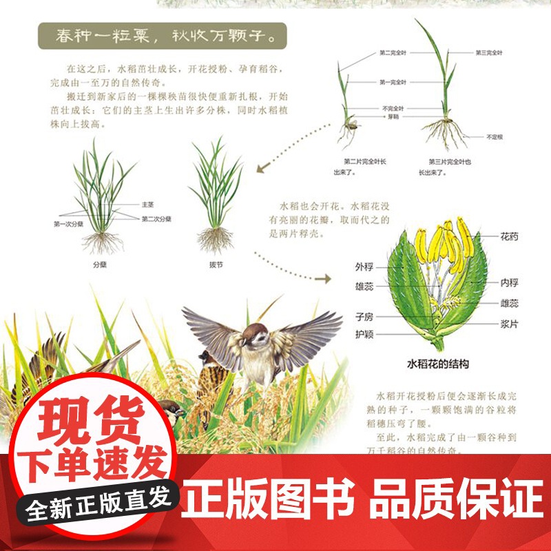 九神鹿绘本馆—— 盘中餐高清大图