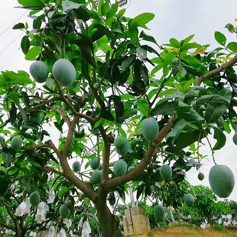 [芒果之王 精选大果]攀枝花凯特芒果 个头大纤维少 果肉滑嫩厚实 香甜