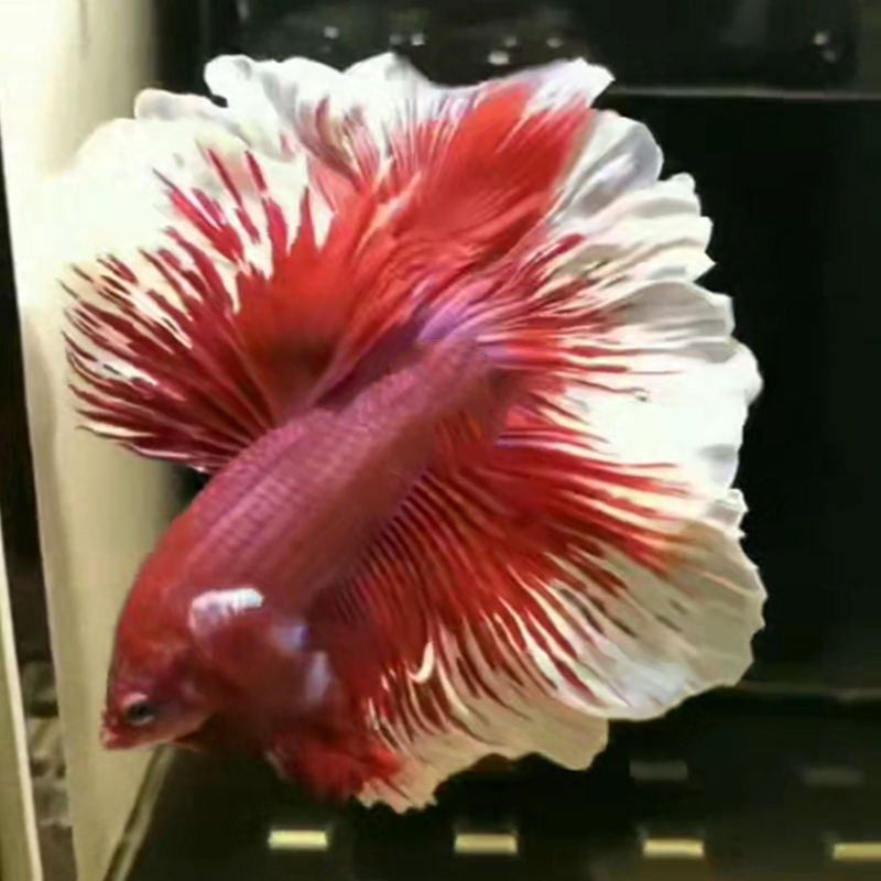 泰国斗鱼观赏鱼好养马尾狮王半月母斗鱼清道鱼夫热带鱼活体宠物鱼