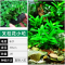 爬地矮珍珠前景水草植物日本水下叶鱼缸造景水培真草古法养鱼趴地