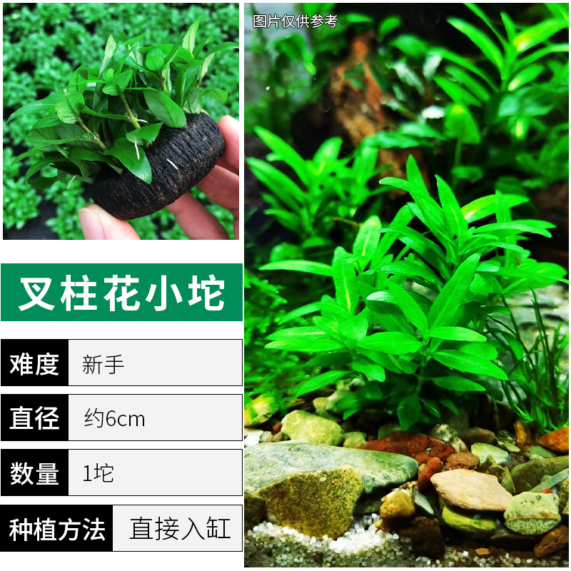 爬地矮珍珠前景水草植物日本水下叶鱼缸造景水培真草古法养鱼趴地