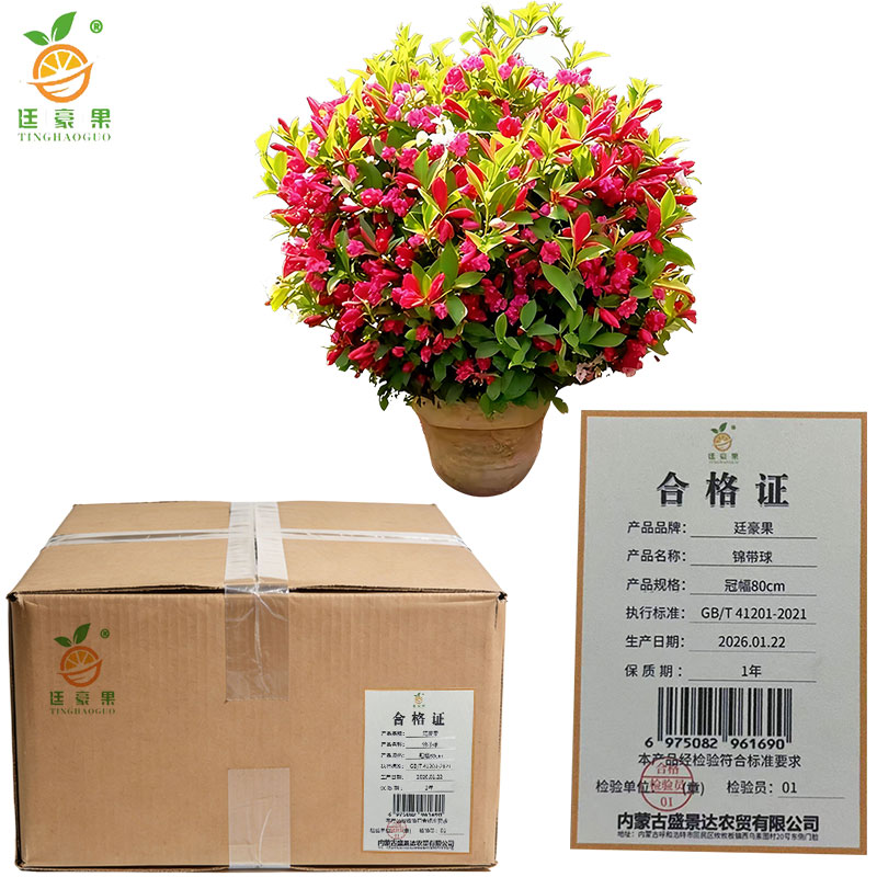 廷豪果 锦带球 冠幅80cm /棵高清大图