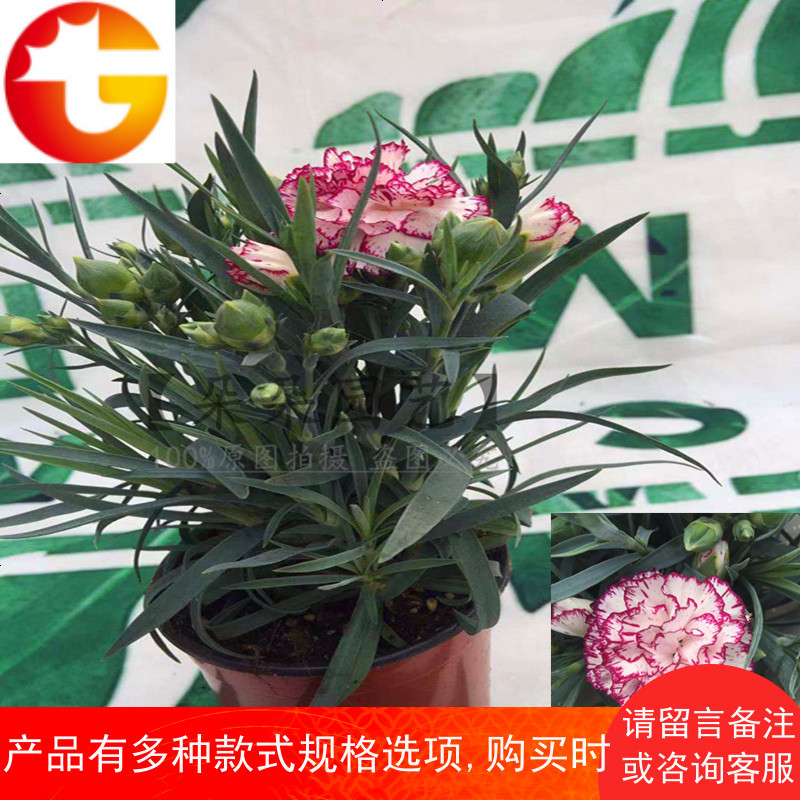 年宵花卉康乃馨绿植盆栽室内观花植物四季懒人植物带花苞耐寒盆栽