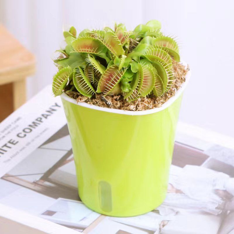 捕蝇草盆栽带盆专用土栽好室内夏秋季节驱蚊扑蝇食虫草大苗绿植物