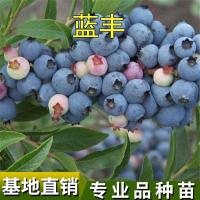 蓝莓樹苗绿植盆栽地栽蓝丰 蓝莓苗南北方种植带土货盆栽蓝莓苗