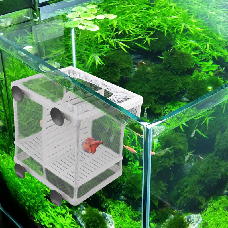 鱼缸隔离盒幼鱼孔雀凤尾繁殖专用细网水族隔离网孵化箱高清大图