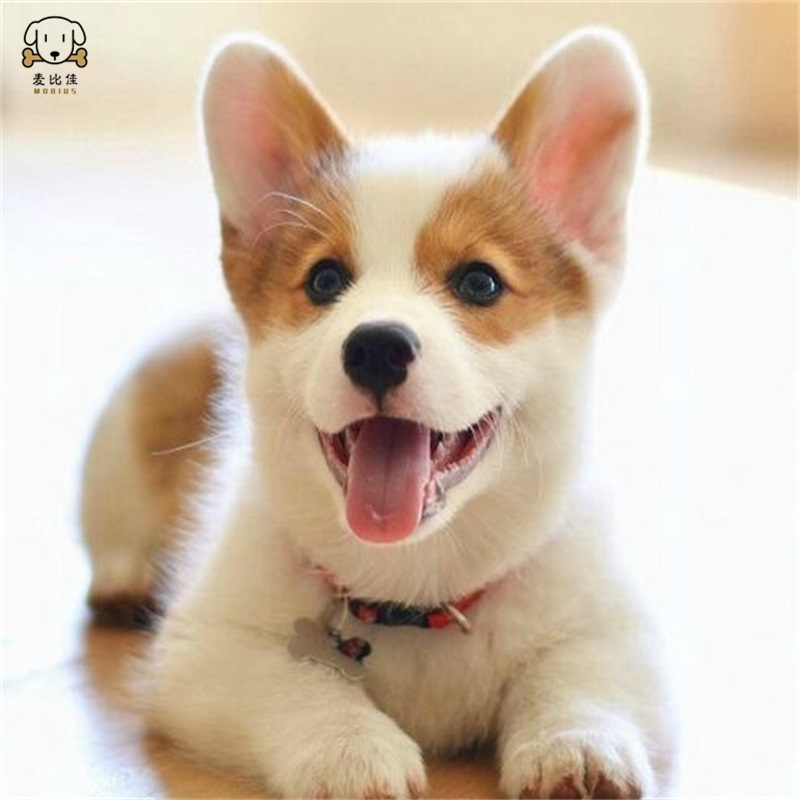 麦比佳 纯种柯基犬幼犬 狗狗活体小体柯基狗 双血统级宠物狗狗公母视频挑选小短腿小型犬包健康疫苗驱虫做好高清大图