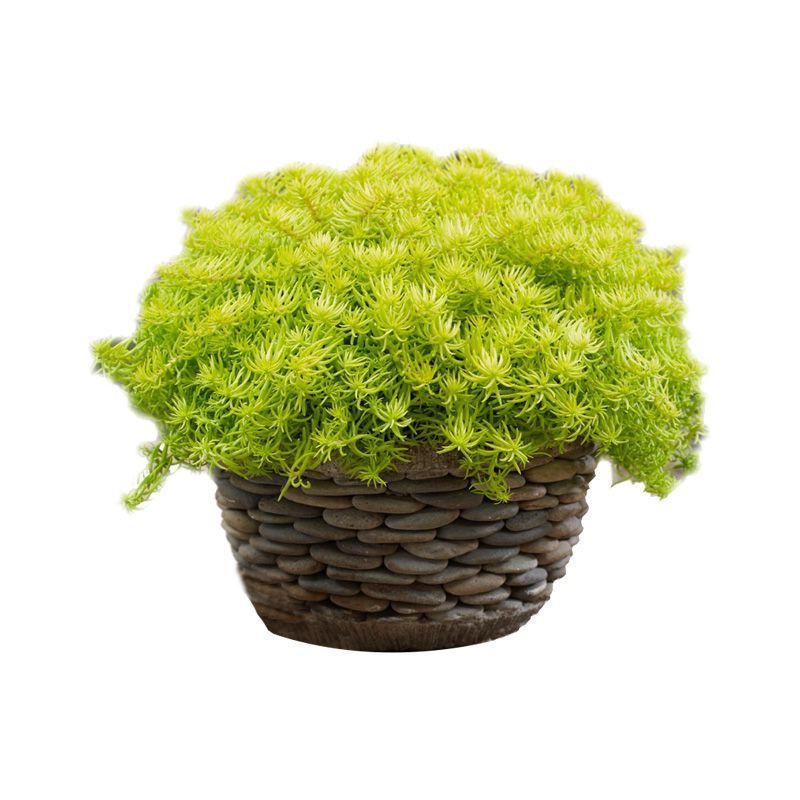 佛甲草盆栽多年生地被植物常绿观叶耐阴好养耐热耐寒 佛甲草(120#盆栽