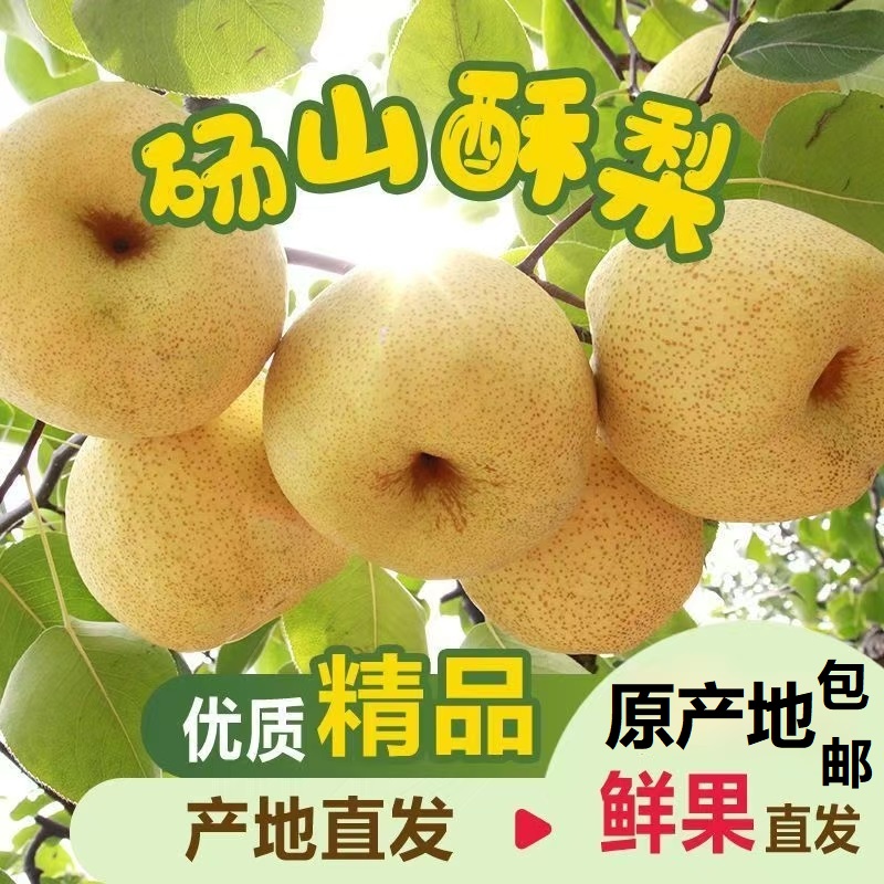 安徽砀山酥梨甜脆多汁可口净重9斤梨子新鲜当季果园直采脆梨水果礼盒装春节年货送礼公司福利高清大图