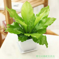 阔叶鸟巢蕨山苏花绿植花卉盆栽盆栽四季观叶植物小盆栽迷你植物黑色塑红色