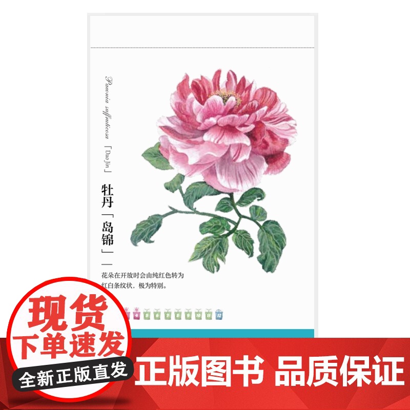 2023日历 开花见喜 绿手指植物日历 是日历,也是一本花图鉴! 一日一花 带来365天的美妙视觉体验高清大图