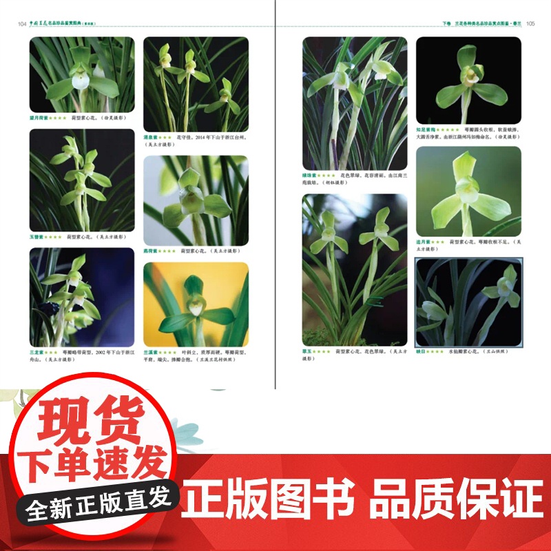 [店]中国兰花名品珍品鉴赏图典(第四版)生活 养花书籍 兰花鉴赏、图典高清大图