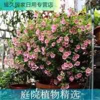 庭院植物精选|虞城园艺 小木槿 蓝雪花 栀子花等盆栽耐热多花植物