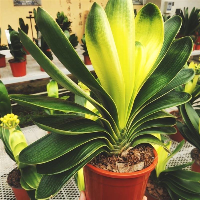 鞍山丰盛君子兰君子每晚8点半间选花