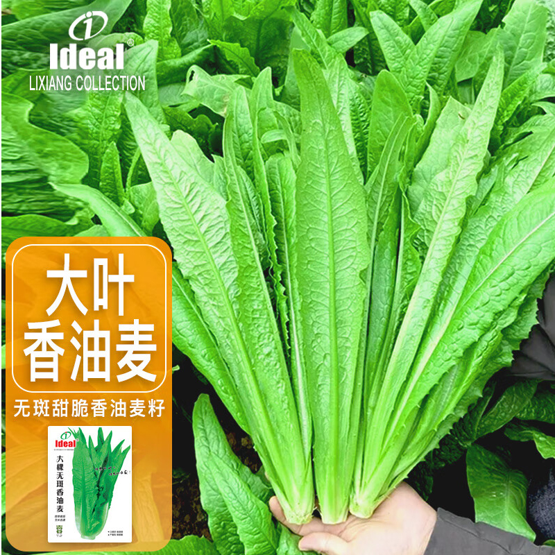 大棵无斑甜脆香油麦籽 10g/袋高清大图