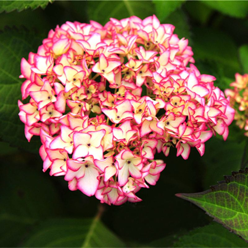 花卉绿植塞布丽娜八仙绣球花苗盆栽地栽耐寒阳台庭院八仙花