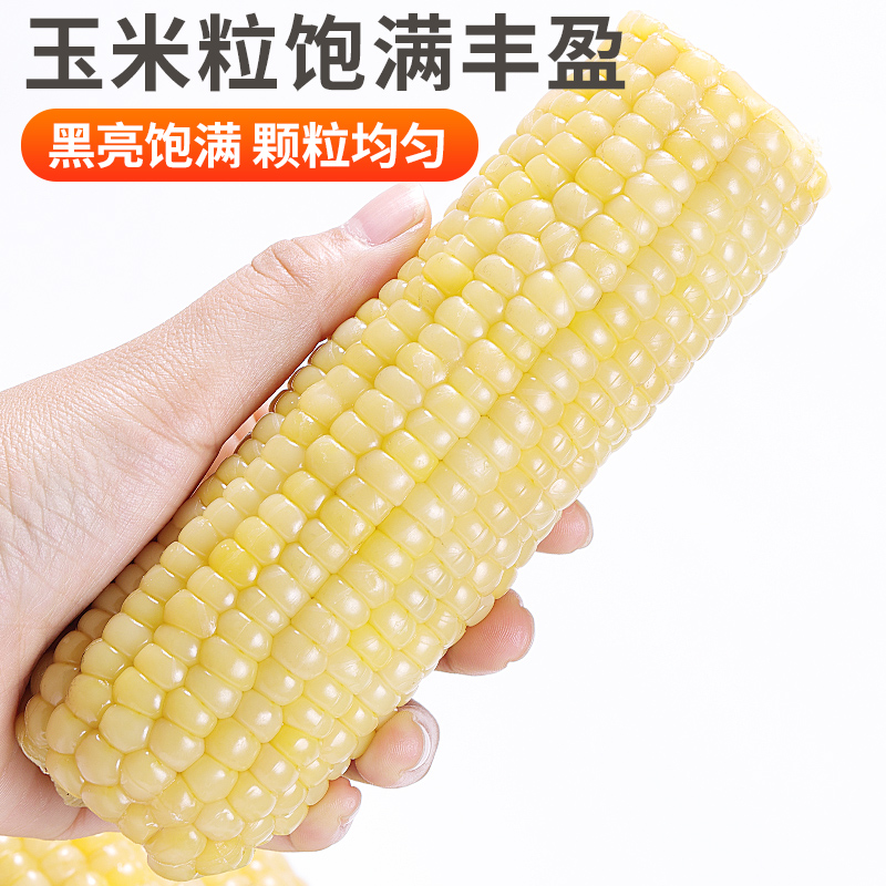 [西沛生鲜]新鲜白糯玉米 10根 单根260-350g 黏玉米甜糯玉米袋装粘玉米黄糯玉米现摘高清大图