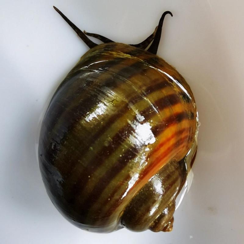 福寿螺观赏螺活体除藻螺鱼缸净化清洁螺黄肉螺鱼缸生物搭配螺