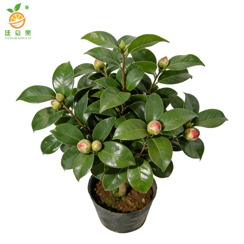 廷豪果 山茶花 2公分粗1米高 /棵高清大图