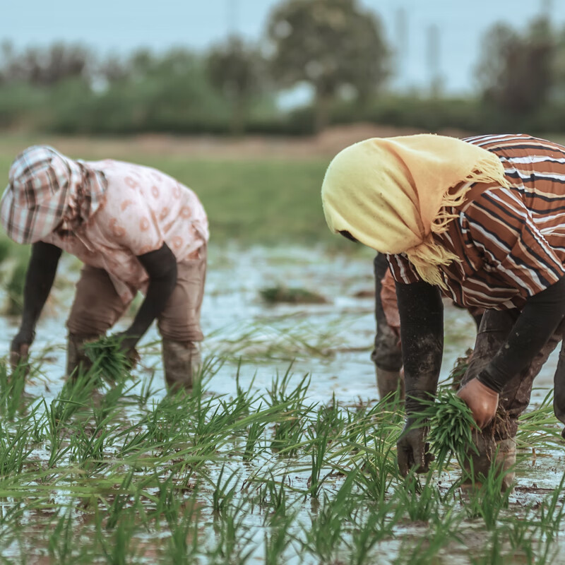 米妹妹黑龙江 软香米5kg高清大图