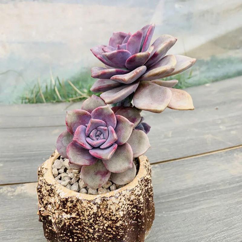 紫乐 多肉植物景天科老桩精品紫乐盆栽云南基地直发 120盆劲紫乐(妖桩