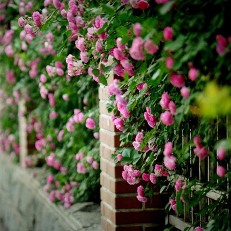 蔷薇种子 报价行情 排行 品牌 参数 怎么样 图片 商家 苏宁易购