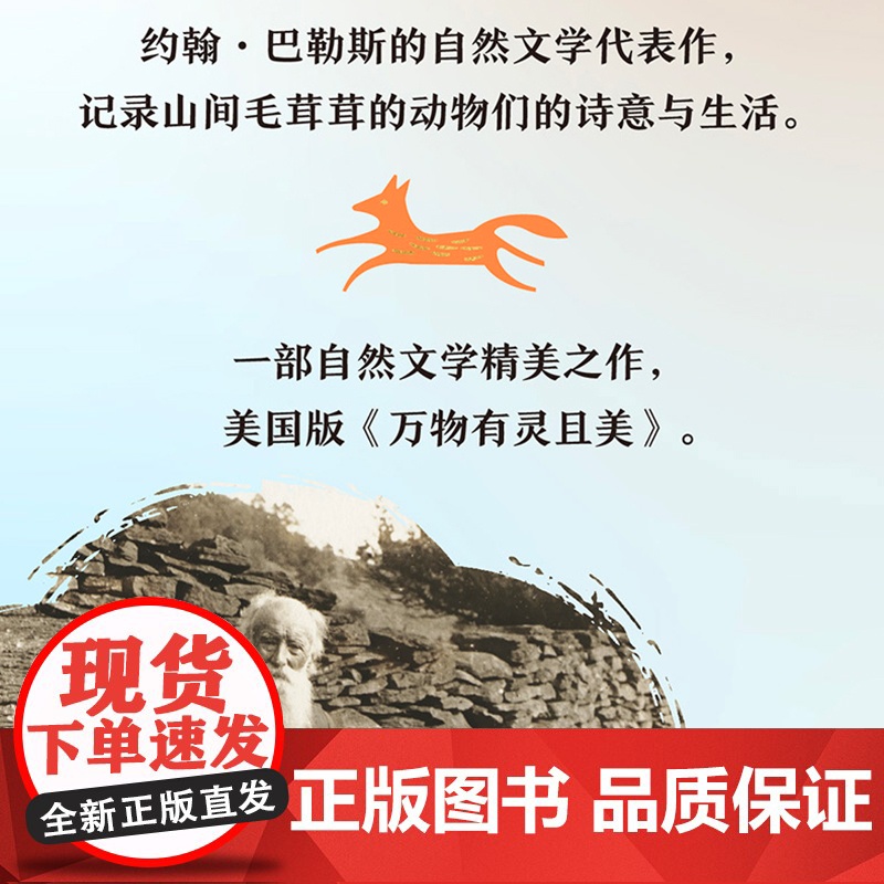 雪夜,狐狸毛茸茸高清大图