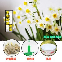 水仙花种球 洋水仙水养 植物球根室内水培花卉冬季盆栽种